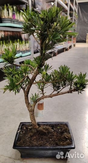 Бонсай Подокарпус 50см в керамической кашпо