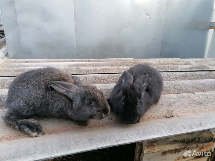 Кролики мясных пород