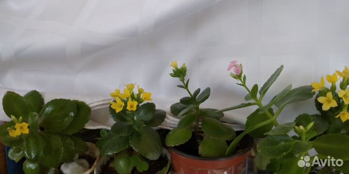 Каланхое цвет разный