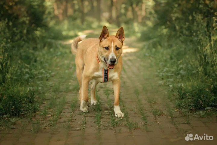 Собака Рик в добрые руки