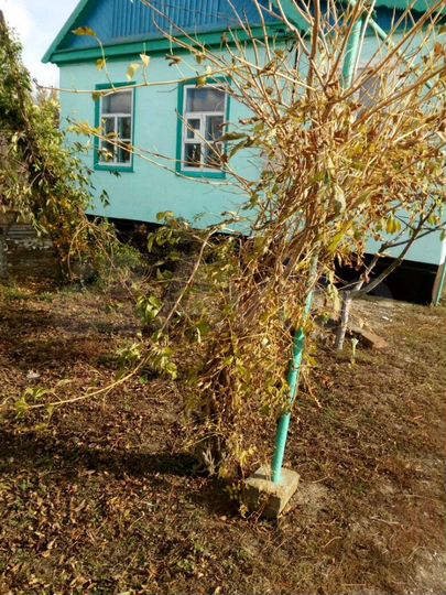 Дом 50 м² на участке 53 сот.