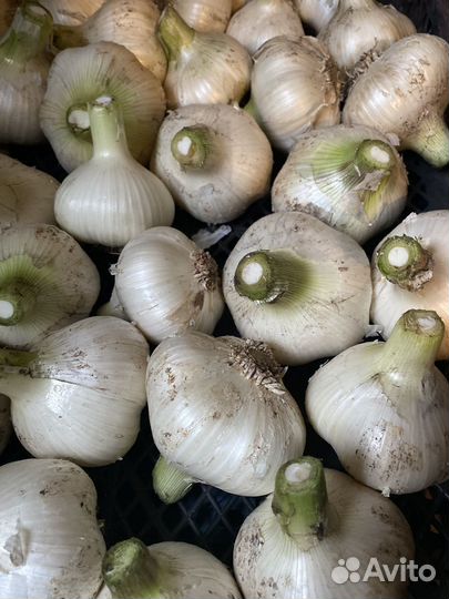 Чеснок гигантский Рокамболь на посадку