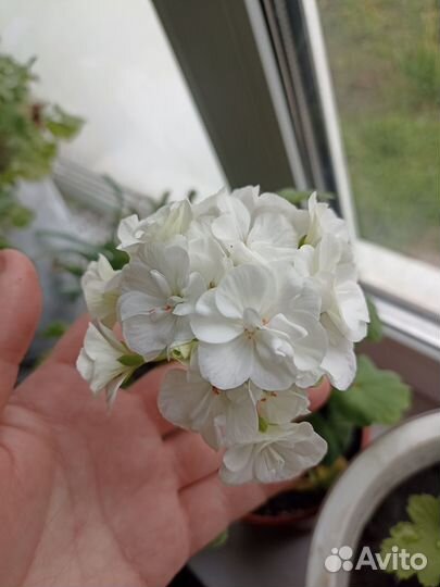 Герань пеларгония