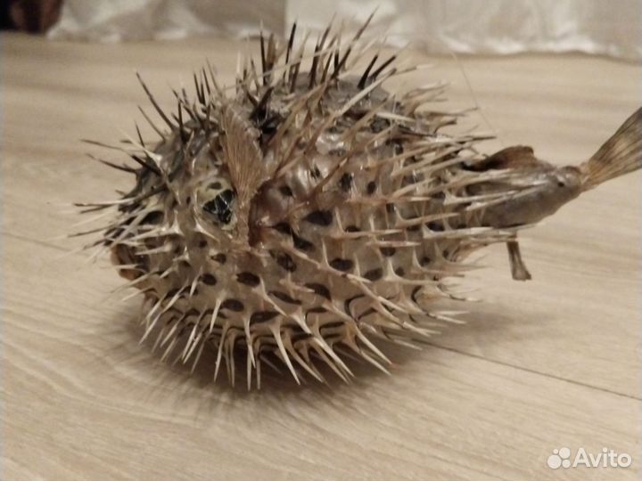 Чучело рыба еж