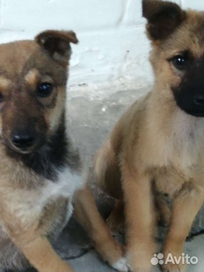 Дворовые собачки