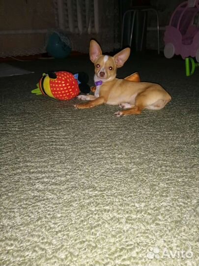 Мини той-терьер