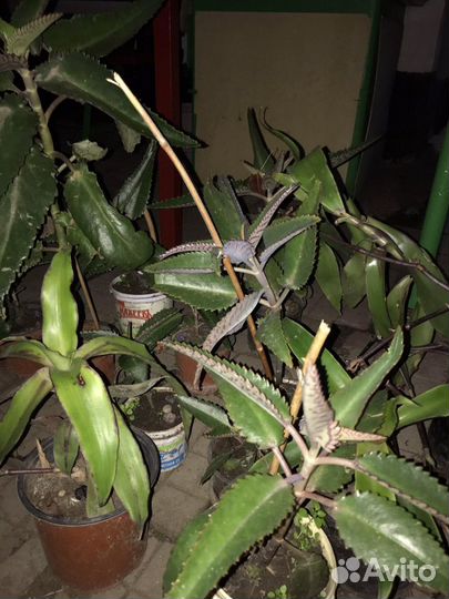 Каланхоэ,золотой ус