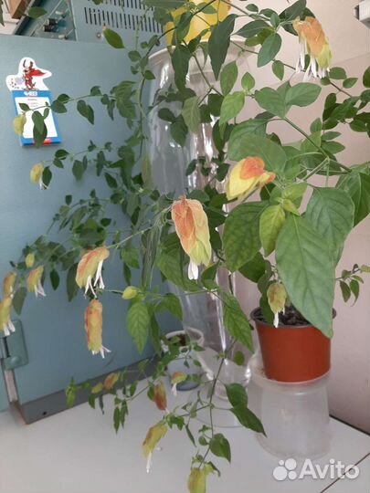 Белопероне