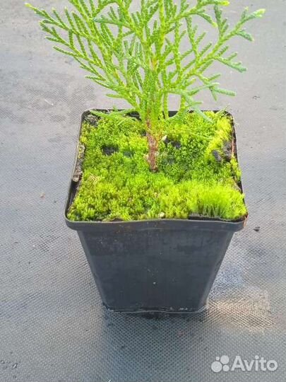 Туи западная смарагд, даника