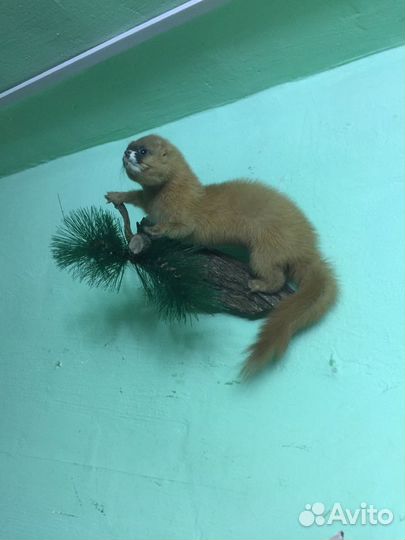 Чучело Колонка сибирского