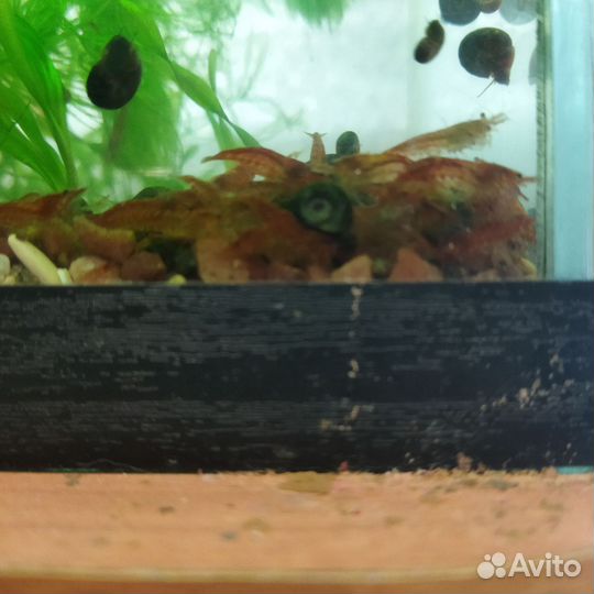 Аквариумные креветки красный огонь