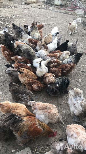 Куры несушки