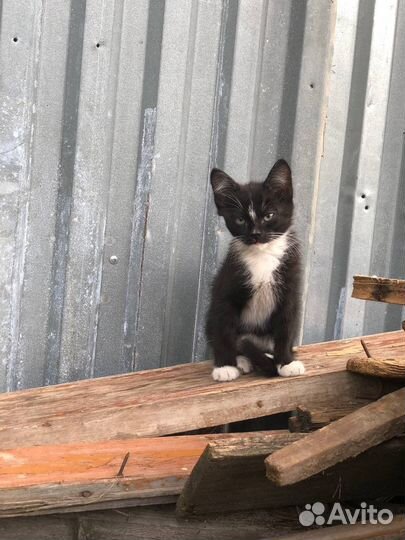 Кошки в добрые руки бесплатно