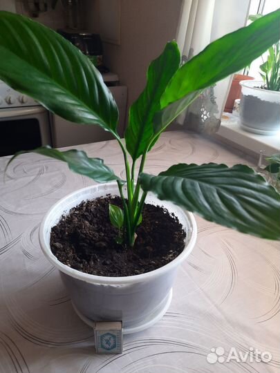 Спатифиллум