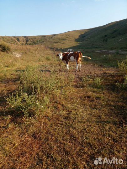 Корова, лошадь