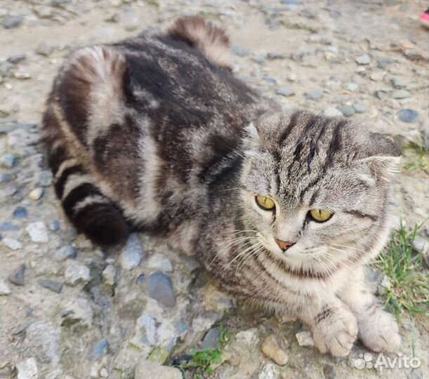 Кошки породистые бесплатно