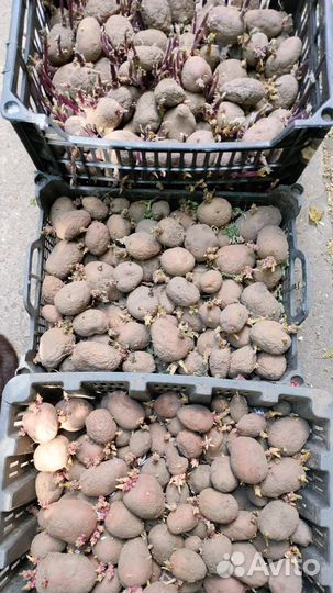 Продам картофель домашний