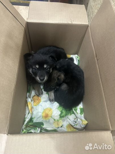 Отдам бесплатно в добрые руки