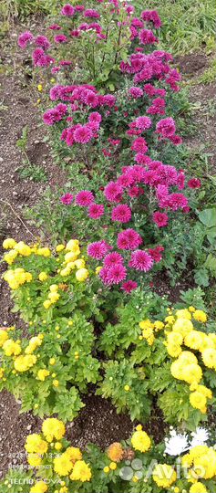 Хризантема