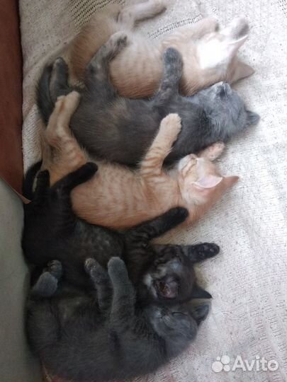 Очаровательные котята в добрые руки