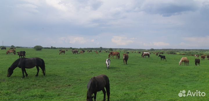 Лошади жеребята