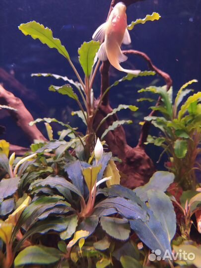 Буцефаландры