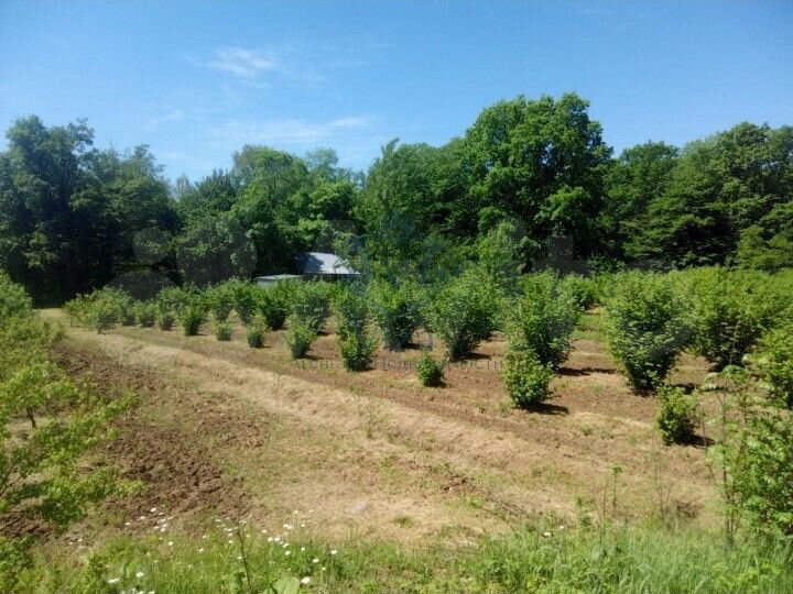 Участок 2 га (личное подсобное хозяйство (лпх))