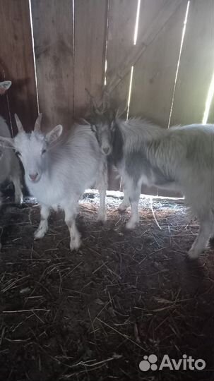 Козлята 2 мальчика и1 девочка
