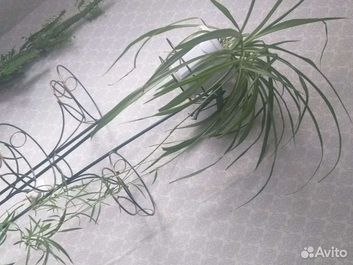 Хлорофитум