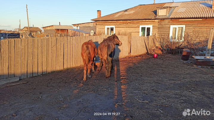 Кобыла и жеребец