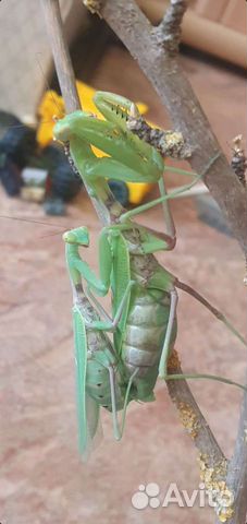 Богомолы нимфы mantis religiosa