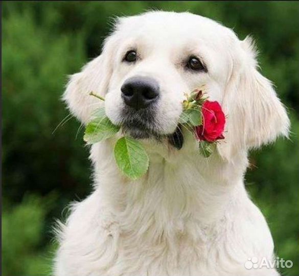 Вязка, Роды у собак.Ветврач.Чипирование, Купировка