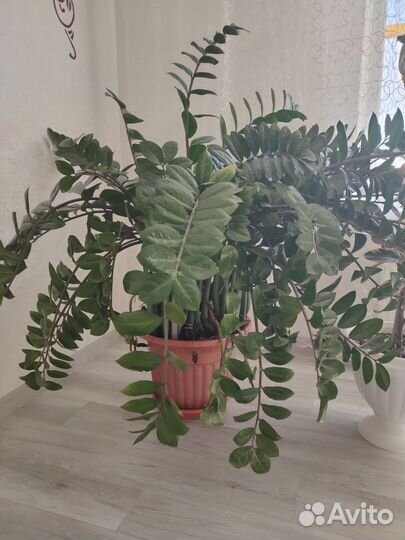 Замиокулькас