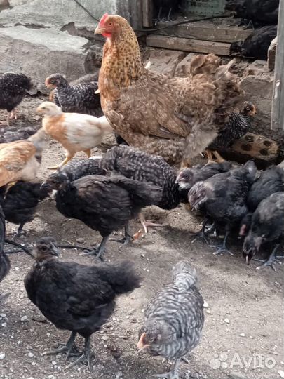 Цыплята подрощенные