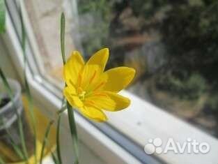 Зефирантес Выскочка Жёлтый