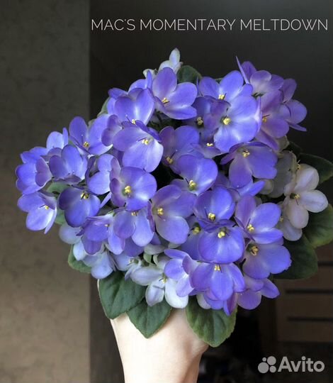 Черенки Фиалок