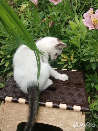 Котята солнышки