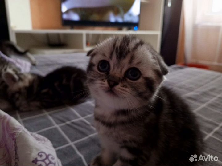 Шотландские вислоухие котята
