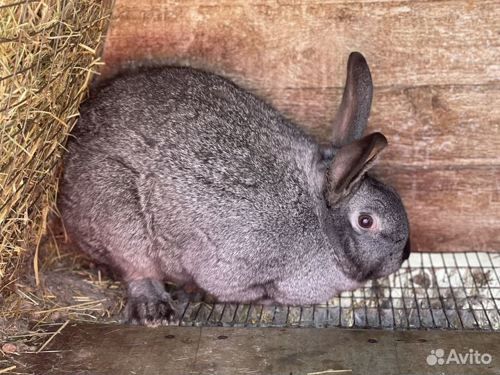 Кролики на развод породы разные