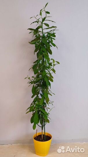 Синадениум Гранта и Рубра