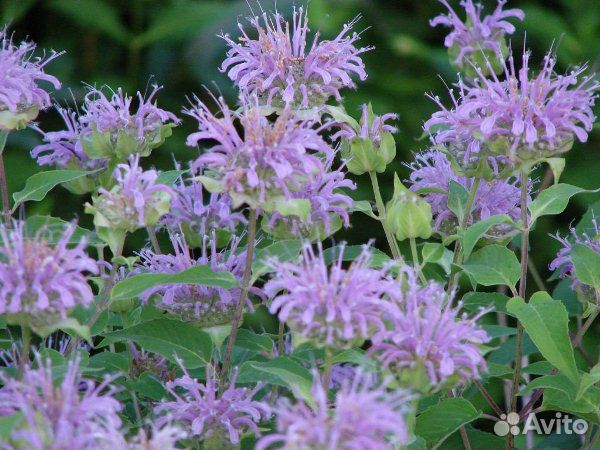 Монарда, шиповник и роза