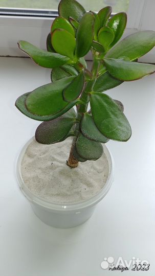 Толстянка Крассула овата, или денежное дерево