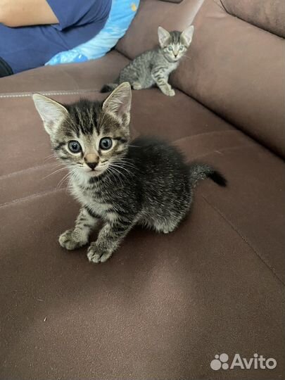 Котенок в самые добрые руки