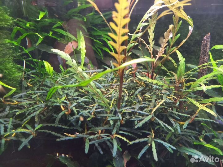 Буцефаландры