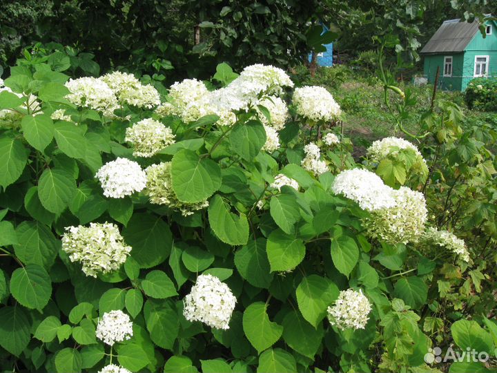 Кустарники декоративные