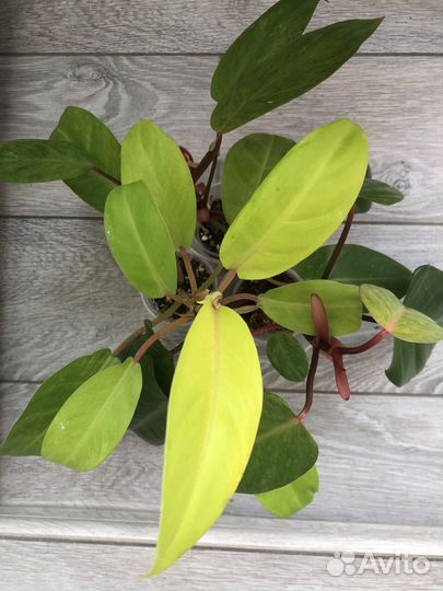 Филодендроны, сциндапсусы, сингониумы