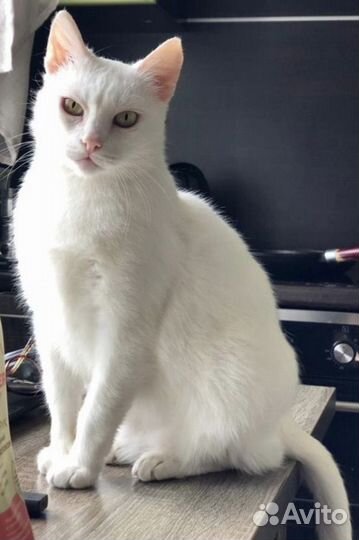 Белая кошечка в добрые руки