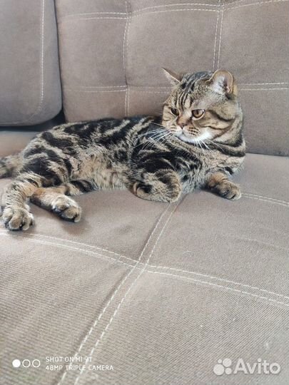 Котик на вязку