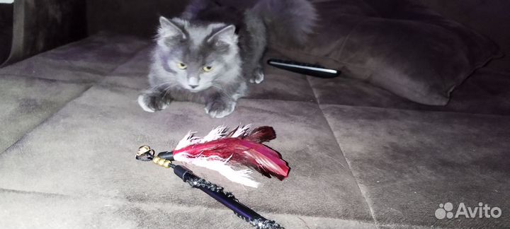 Котенок русский голубой нибелунг