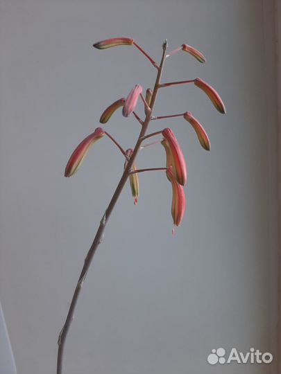 Суккуленты - эуфорбия, алоэ остистое